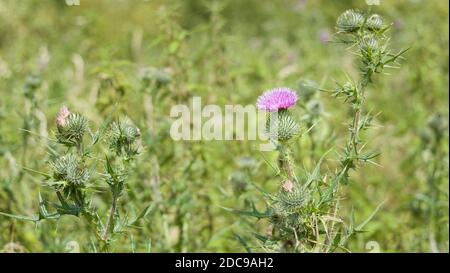 Feld der wilden Blumen in Großbritannien Landschaft. Distel (Cirsium vulgare) Stockfoto