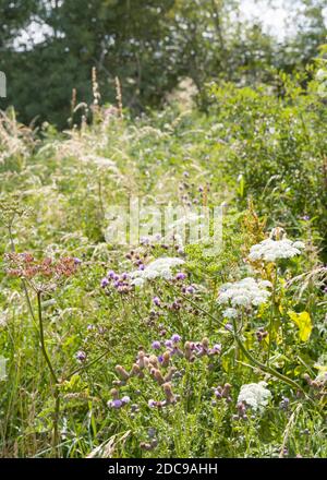 Wildblumenwiese, KuhPetersilie und Distel in einem Blumenfeld, Buckinghamshire, Großbritannien Stockfoto