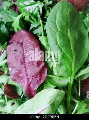 Grüner und roter Salat mit Spinatblatt, mangold, Rote Beete und Rucola gemischt. Stockfoto