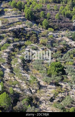 Eine terrassierte Plantage mit alten Olivenbäumen in der Nähe von Guadalest in der Provinz Alicante, Spanien. Eine Luftaufnahme zeigt, wie die Terrassen geformt sind. Stockfoto