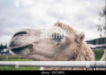 Nahaufnahme des lustigen Baktrian Kamels im Karelia Zoo. Hairy Kamel in einem Stift mit langen hellbraunen Fell Wintermantel, um sie warm zu halten mit zwei Höcker in Gefangenschaft für Unterhaltung. Stockfoto