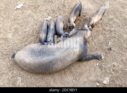 Schwarze iberische Schweine in einem Bauernhof auf Mallorca (Porcella Negra Mallorquina) Stockfoto