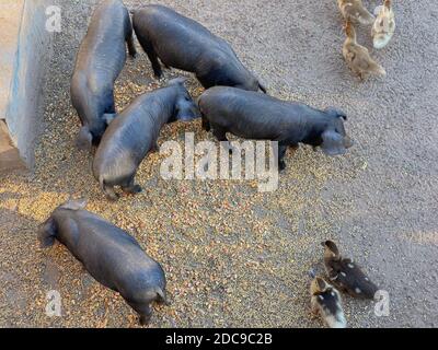 Schwarze iberische Schweine in einem Bauernhof auf Mallorca (Porcella Negra Mallorquina) Stockfoto