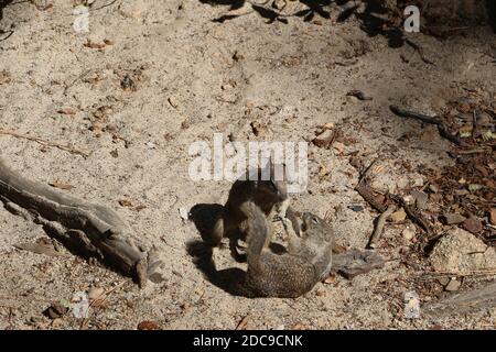 Zwei brüllende Eichhörnchen in den USA Stockfoto