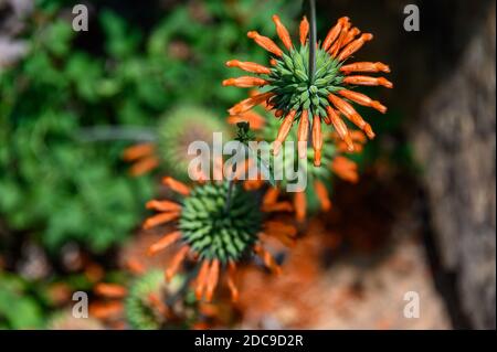 Orangenblüte von Leonotis Menthifolia ‘SAvannah Sunset’ blüht in der Wildnis, Serengeti Nationalpark; Tansania Stockfoto