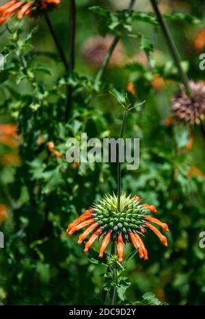 Orangenblüte von Leonotis Menthifolia ‘SAvannah Sunset’ blüht in der Wildnis, Serengeti Nationalpark; Tansania Stockfoto