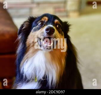 Niedlichen Welpen Hund Haustier zu Hause Blick weg von der Kamera Stockfoto