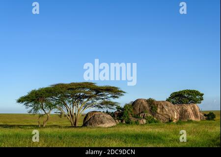 Schöne Kopje mit Bäumen und Sträuchern in einer Sommer grasbewachsenen Savannenlandschaft, Nomiri Ebenen, Serengeti Nationalpark, Tansania Stockfoto