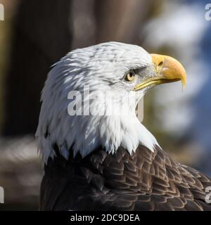 Amerikanischer Weißkopfseeadler im Zoo Stockfoto