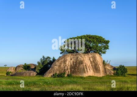 Schöne Kopje mit Bäumen und Sträuchern in einer Sommer grasbewachsenen Savannenlandschaft, Nomiri Ebenen, Serengeti Nationalpark, Tansania Stockfoto