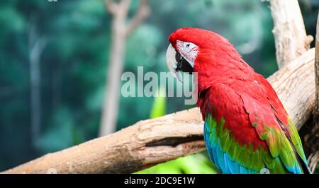 Exotischer farbenfroher tropischer Vogel im öffentlichen Zoo Stockfoto