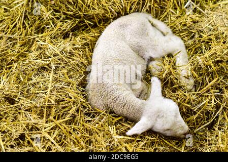 Baby Kleinkind Lamm auf dem Heu von der Mutter Stockfoto