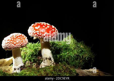 Pilze auf dem dunklen, schwarzen Hintergrund, im Moos wachsend. Englischer Name ist Fly agaric, in latein Amanita muscaria. Giftige Arten Stockfoto