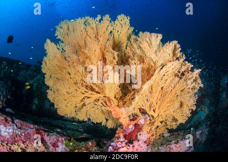 Großer Gorgonien-Meeresfan auf einem farbenfrohen tropischen Korallenriff Stockfoto