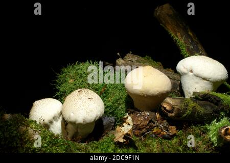 Pilzarten Glattballen auf dunklem, schwarzem Grund, wächst im Moos auf alten verfaulten Wäldern. In lateinisch Lycoperdon molle. Essbar Stockfoto