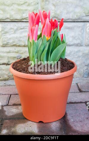 Gruppe von Tulpen in Pflanzgefäß. Mode eine rote Seerosentulip der Kaufmanniana-Gruppe der Tulpen Division 12 Stockfoto