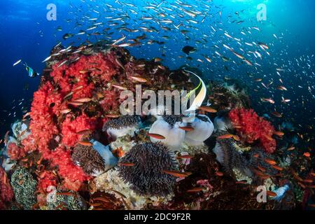Maurische Idole und tropische Fische auf einem farbenfrohen Korallenriff Stockfoto