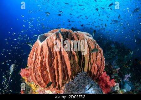 Schöner Barrel Sponge auf einem tropischen Korallenriff in Asien Stockfoto