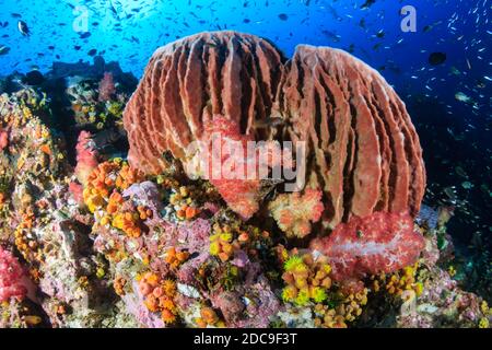 Schöner Barrel Sponge auf einem tropischen Korallenriff in Asien Stockfoto