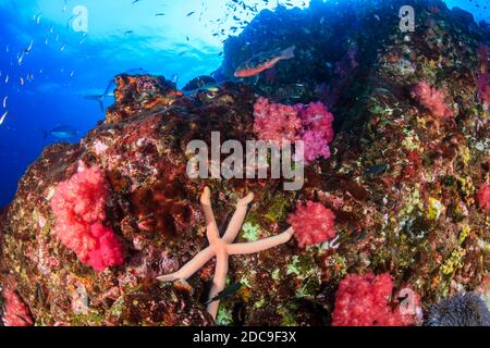 Seesterne auf einem farbenfrohen tropischen Korallenriff Stockfoto