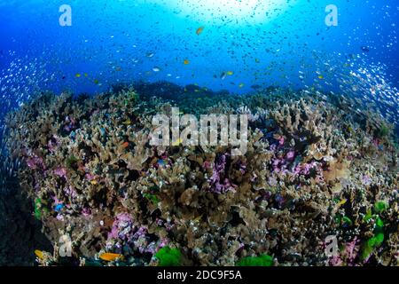 Farbenfrohe tropische Fische schwimmen um ein tropisches Korallenriff herum Asien Stockfoto