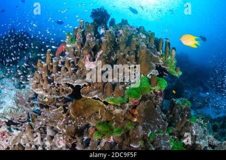 Farbenfrohe tropische Fische schwimmen um ein tropisches Korallenriff herum Asien Stockfoto