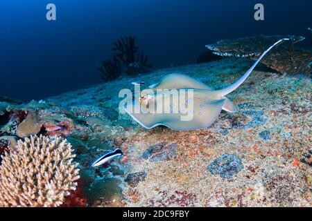 Kuhl's Stingray auf einem dunklen tropischen Korallenriff Stockfoto