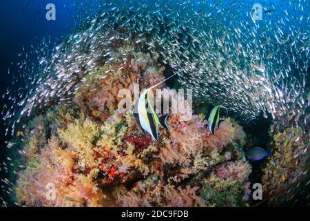 Maurische Idole und tropische Fische auf einem farbenfrohen Korallenriff Stockfoto