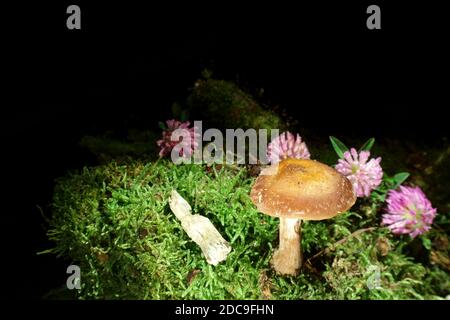 Pilz auf schwarzem Hintergrund in Moos mit Kleeblüten. Englischer Name dieses Pilzes ist dunkler Honigpilz, in lateinischer Armillaria Ostoyae Stockfoto