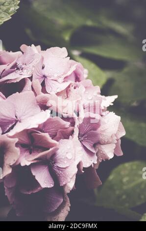 Eine vertikale Aufnahme von Trauben von schönen rosa Hortensia Blumen Blüht in einem Garten Stockfoto