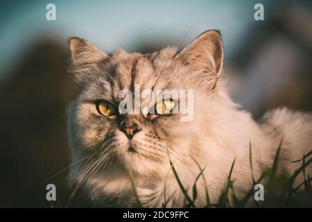 Nahaufnahme Porträt der schönen flauschigen grauen reinrassigen Katze mit großen grünen Augen. Schönes Haustier Stockfoto