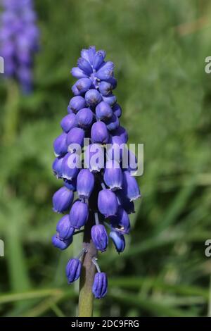 Blaue Traubenhyazinthe, Muscari armeniacum, blüht auf einer Spitze mit weißen Rändern zu den Röschen und mit einem verschwommenen grünen Hintergrund. Stockfoto