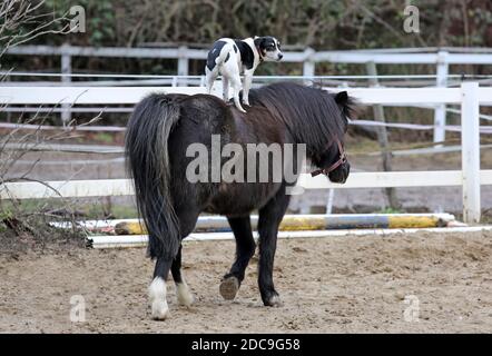 25.12.2018, Hoppegarten, Brandenburg, Deutschland - Hund steht auf dem Rücken eines Ponys. 00S181225D782CAROEX.JPG [MODELLVERSION: NICHT ZUTREFFEND, EIGENTUM REL Stockfoto