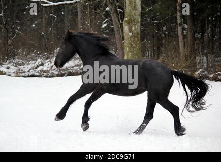 12.01.2019, München, Bayern, Deutschland - Pferd galoppiert im Winter durch den Schnee. 00S190112D826CAROEX.JPG [MODELLVERSION: NICHT ZUTREFFEND, EIGENSCHAFTSRELE Stockfoto