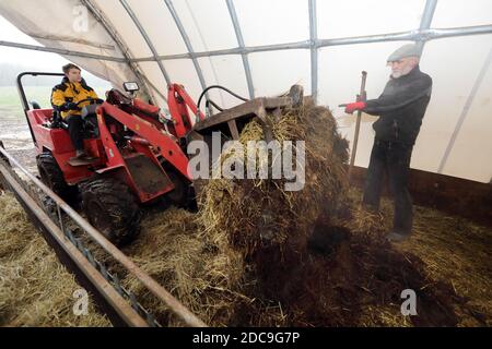 19.01.2019, Neu Kaetwin, Mecklenburg-Vorpommern, Deutschland - EIN Landwirt weist seinen Auszubildenden an, einen Schafstall auszumucken. 00S190119D539CAROEX.JPG [MOD Stockfoto