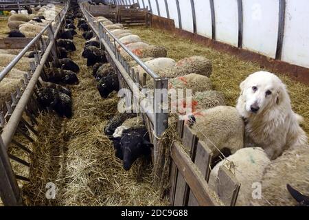 18.01.2019, Neu Kaetwin, Mecklenburg-Vorpommern, Deutschland - Pyrenäenberghund im Schafstall. 00S190118D836CAROEX.JPG [MODELLVERSION: NICHT APPLI Stockfoto