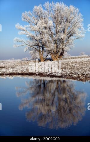 22.01.2019, Graditz, Sachsen, Deutschland - Winterlandschaft an den Ufern der Elbe. 00S190122D581CAROEX.JPG [MODELLVERSION: NICHT ZUTREFFEND, EIGENTUM REL Stockfoto