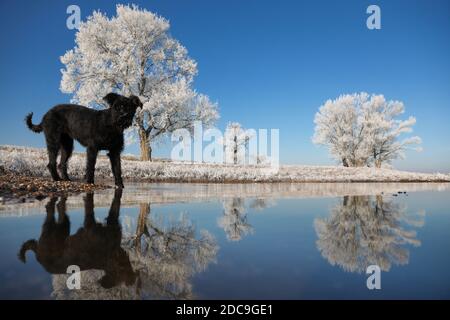 22.01.2019, Graditz, Sachsen, Deutschland - Hund steht im Winter bei Frost am Ufer der Elbe. 00S190122D970CAROEX.JPG [MODELLVERSION: NICHT ZUTREFFEND, Stockfoto