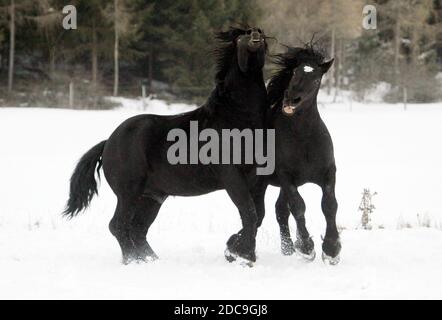 01.02.2019, München, Bayern, Deutschland - Percherons Fechten im Winter auf einer verschneiten Weide. 00S190201D057CAROEX.JPG [MODELLVERSION: NICHT ZUTREFFEND, KORREKT Stockfoto