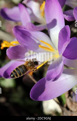 15.02.2019, Neuenhagen, Brandenburg, Deutschland - Honigbiene sammelt Nektar aus einer violetten Krokusblüte. 00S190215D117CAROEX.JPG [MODELLVERSION: NICHT APPLI Stockfoto