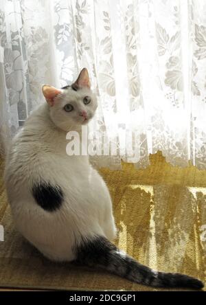15.02.2019, Neuenhagen, Brandenburg, Deutschland - Hauskatze sitzt vor dem Vorhang einer Balkontür. 00S190215D135CAROEX.JPG [MODELLVERSION: NEIN Stockfoto