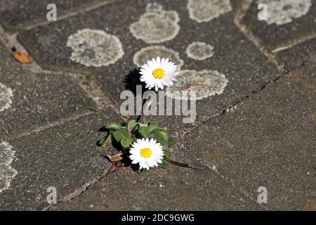 07.04.2019, Hoppegarten, Brandenburg, Deutschland - Deutschland - Gänseblümchen wachsen in einer Verbindung zwischen Steinen auf der Straße. 00S190407D434CAROEX.JPG [MODELLVERSION Stockfoto