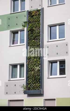 13.10.2020, Essen, Nordrhein-Westfalen, Deutschland - wandgebundene Fassadenbegrünung von frisch renovierten Wohngebäuden der Allbau Wohnbauge Stockfoto