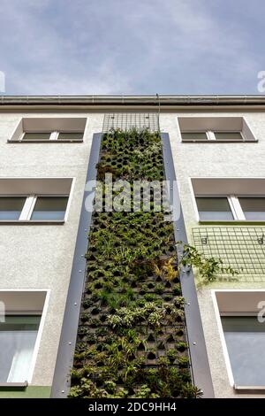 13.10.2020, Essen, Nordrhein-Westfalen, Deutschland - Wallbound façade Begrünung frisch sanierter Wohngebäude der Allbau Wohnbauge Stockfoto