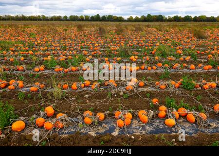 22.10.2020, Köln, Nordrhein-Westfalen, Deutschland - Kürbisfeld, Hokkaido Kürbisse wachsen auf Plastikfolie in einem Feld. 00X201022D901CAROEX.JPG [MODUS Stockfoto