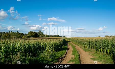 Großes Maisfeld mit einem Bauernhof Straße in der Mitte und schönen Tageshimmel im Hintergrund, britische Landschaft im Sommer Stockfoto