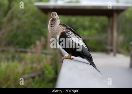 Anahinga Bird dreht Gesicht in Richtung Kamera auf Anahinga Trail in Everglades National Park Stockfoto