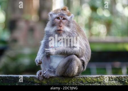 Langschwanz- oder Krabbenfressende Makaken für Erwachsene, Ganzkörperaufnahme. Sangeh Monkey Forest oder Obyek Wisata Sangeh, Bali, Indonesien Stockfoto