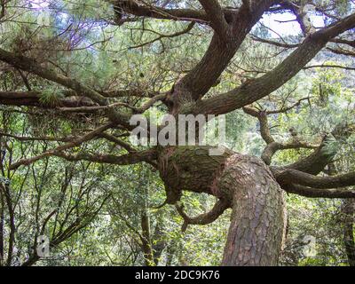 Ein Baum mit vielen Ästen. Stockfoto
