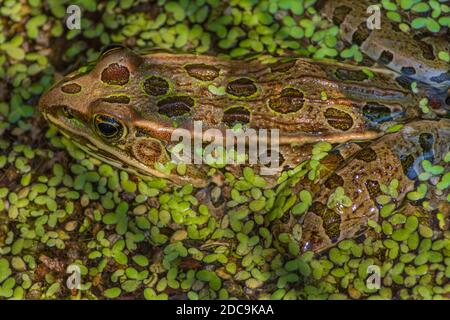 Nahaufnahme des Plains Leopard Frosches (Lithobates blairi), der sich unter der Entenklaue im Sumpfgebiet des Sumpfes im Castle Rock Colorado USA versteckt. Stockfoto